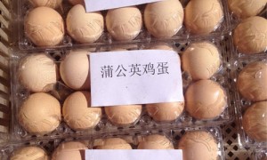 生态农业新项目：让鸡吃中草药 市场非常青睐下的生态蛋